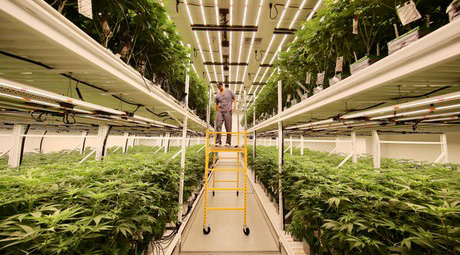 “We are seeing a big shift from single level HPS cultivation to multi-level LED”