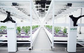 Solving Storage Problems In Cannabis Cultivation Facilities